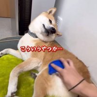 ブラッシング中のフクちゃん8