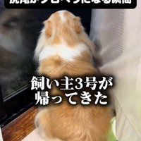 家族の帰宅を喜ぶひめちゃん