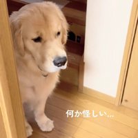 「なんか怪しい…」