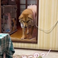 犬に「せーのっ」と言う飼い主
