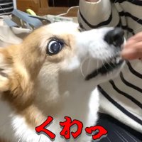 みかんを食べるはなちゃん