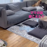 同居犬を呼びに行く中型犬