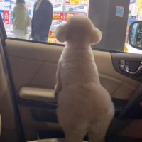 窓の外を見つめる犬