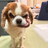 強面すぎるまあるちゃん！！