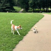 ドッグランに挑戦