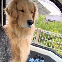 視線をそらす犬と修理中の人