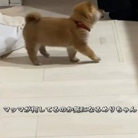 歩いてくる子犬