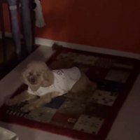 玄関のラグで伏せる犬