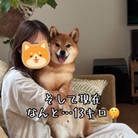 抱っこされる13キロの豆柴