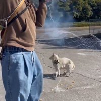 トラップから出たネットに包まれる犬