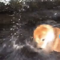 顔をブルブルする犬
