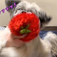 てんぽさんにおもちゃが届いたら9