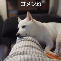 足にあごを乗せる犬