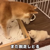 再び脱走！