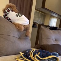 ママの方を見る犬