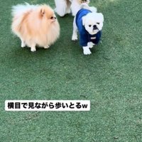 並んで歩く2匹の犬3