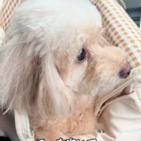 無視するモカちゃん