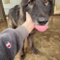 駆け寄ってくる犬