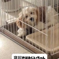 でんでん君の寝起きの顔2