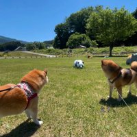 外で佇む柴犬