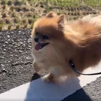 白線の上を走る犬2