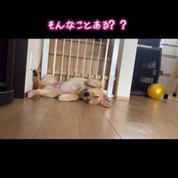 去っていくルンバ、寝ている犬