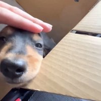 頭を撫でられる犬