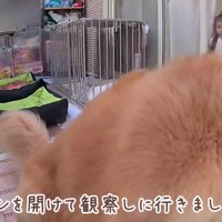 心配そうに見守るほのちゃん