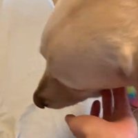 男の子を起こすバウくん2