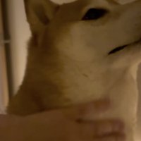 心なしか得意げ…？