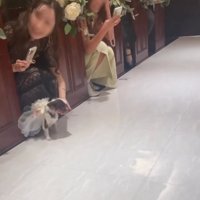 女性の目の前に座り込むチワワ