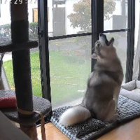 寂しくて遠吠え