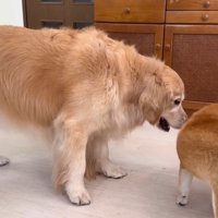 「それほのちゃんのだよ！！」