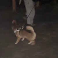 紐を探す犬