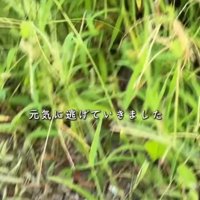 草むら