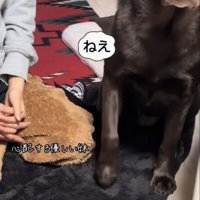 足踏みをしてアピールするラブラドール