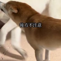 うっかり突撃しちゃった！