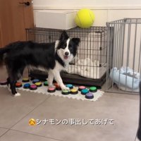 ケージの前のボーダーコリー