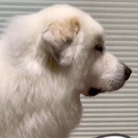 マハロくんと赤ちゃん5