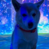 対比に笑ってしまう♪