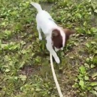 犬生一周目…！！