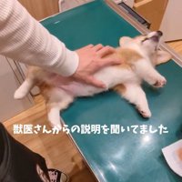 ヘソ天のままのベンくん