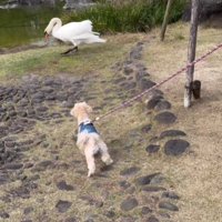 白鳥さんとも仲良くなりたい♪