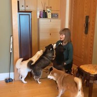 柴犬4匹の熱烈歓迎9