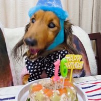 誕生日ケーキを食べて上機嫌な犬