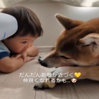 近くで犬を見る男の子1