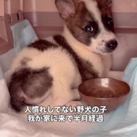 クレートの中に座る子犬