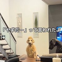 子どもに「ヤギだ」と言われたそう