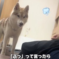 見つめるハスキー