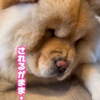 小梅ちゃんとちゃちゃまる君4